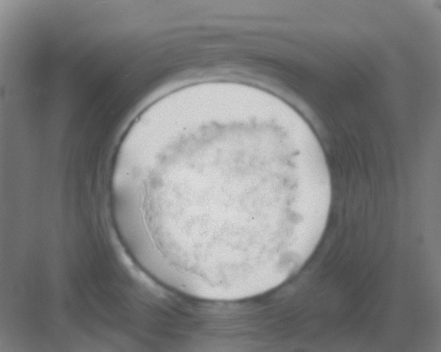 X0000081301534200702082031