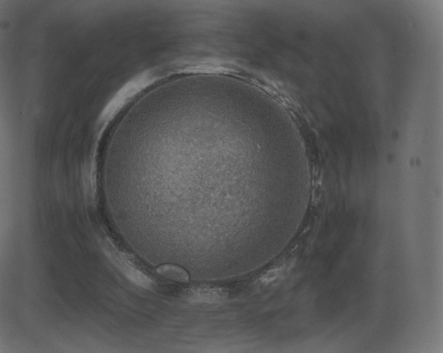 X0000081310296200701111315