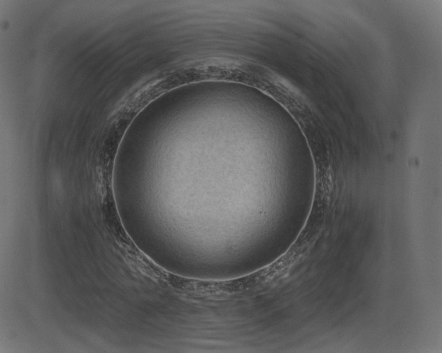X0000081310774200701111307