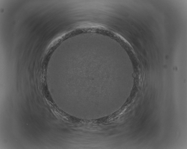 X0000081310775200701111307
