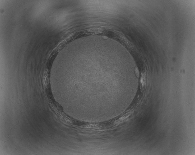 X0000081310867200701111306