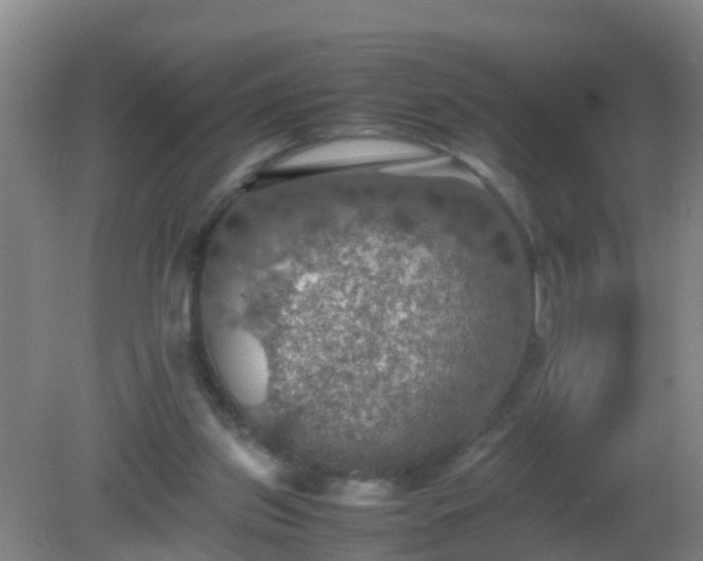 X0000081310157200701181911