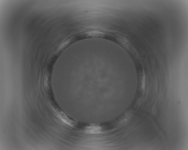 X0000081310266200701181910