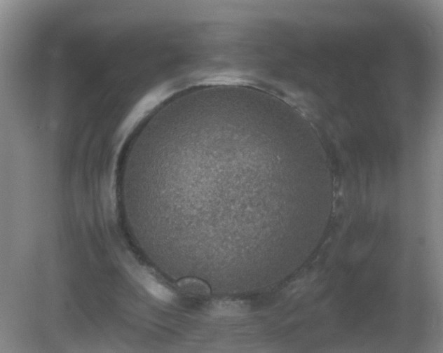 X0000081310296200701181909