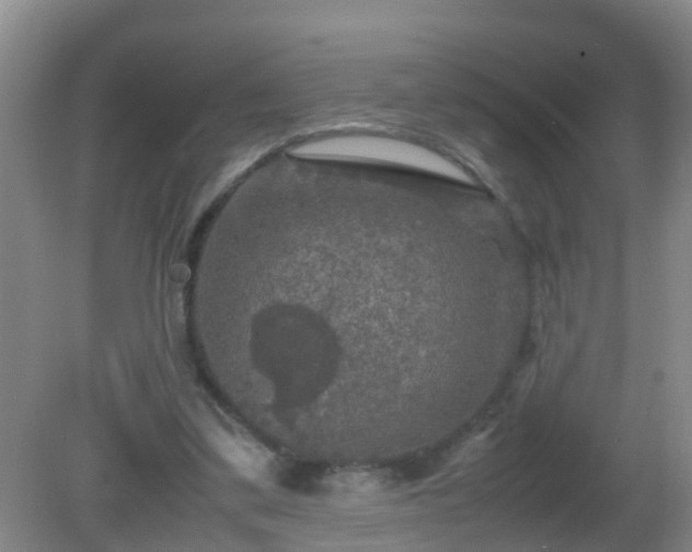 X0000081310299200701181909