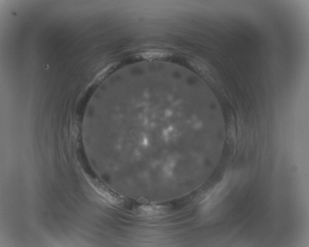 X0000081310367200701181908