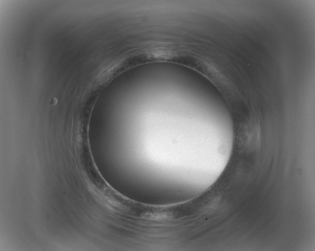 X0000081310639200701181903
