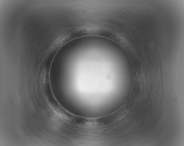 X0000081310744200701181901