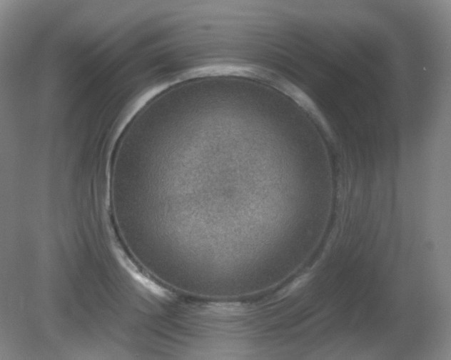 X0000081310844200701181900