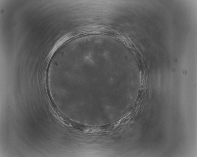 X0000081310099200701251753