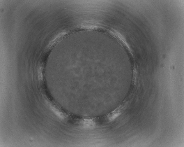 X0000081310114200701251753