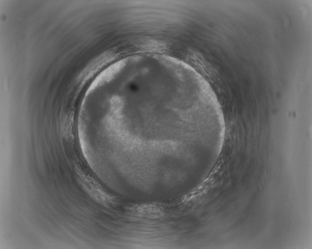 X0000081310146200701251751