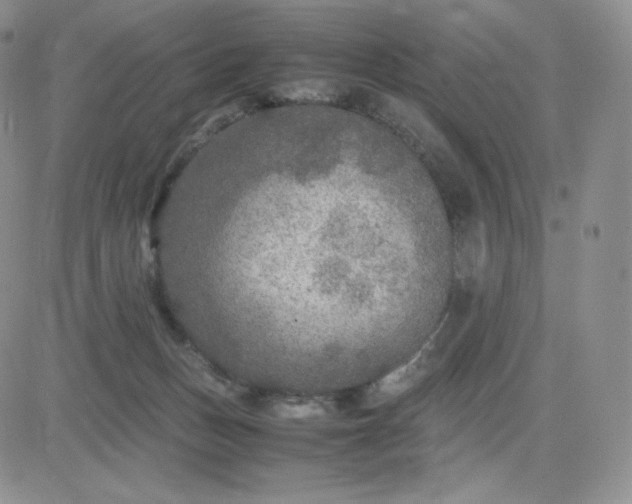 X0000081310175200701251752