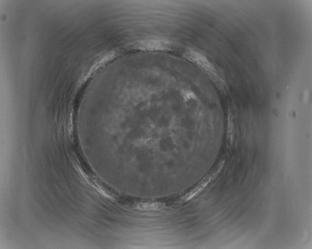 X0000081310202200701251751