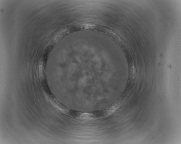 X0000081310222200701251751