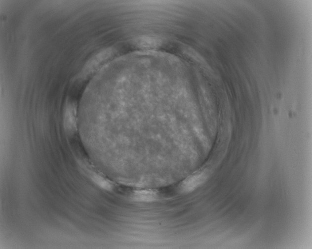 X0000081310240200701251751