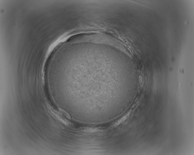 X0000081310246200701251750