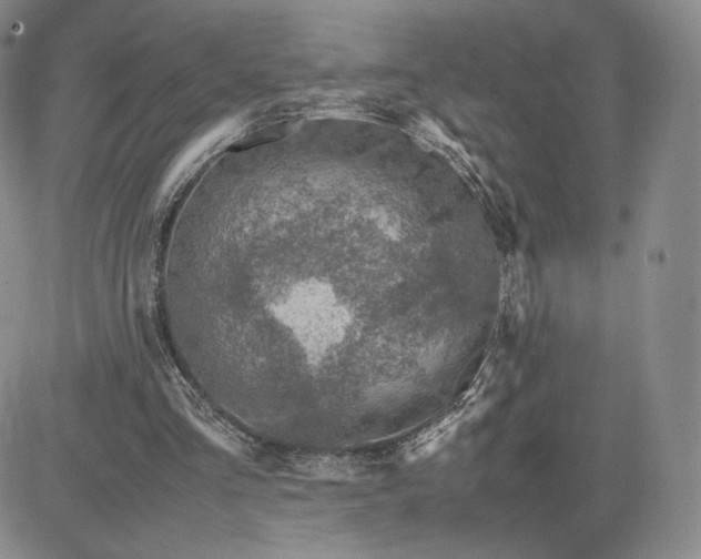 X0000081310293200701251750