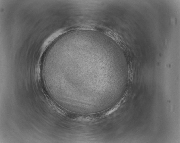 X0000081310294200701251750