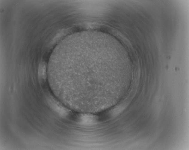 X0000081310336200701251749