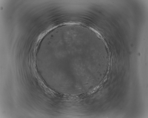 X0000081310337200701251748