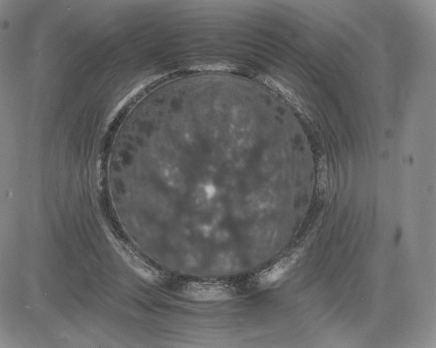 X0000081310351200701251748