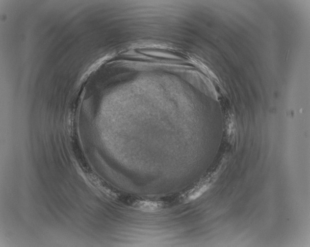 X0000081310352200701251748