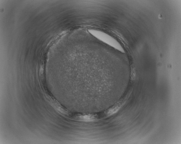 X0000081310365200701251749