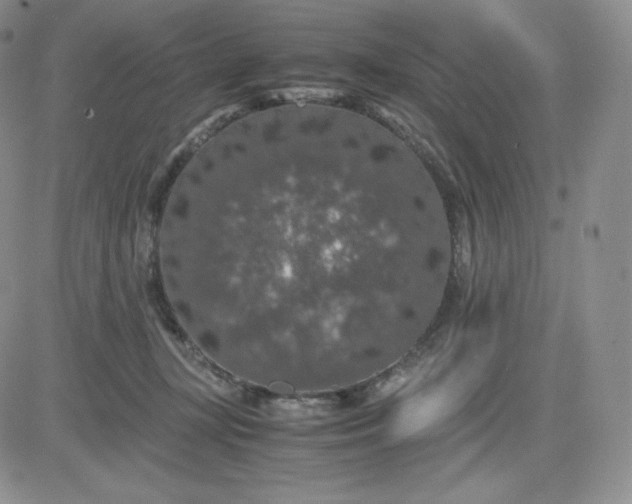 X0000081310367200701251749