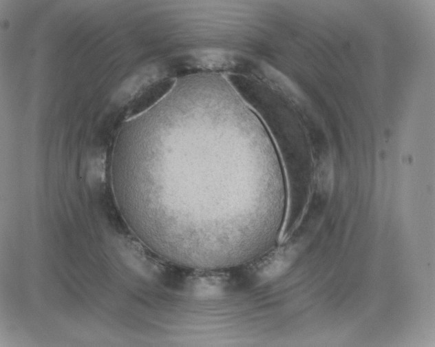 X0000081310368200701251749