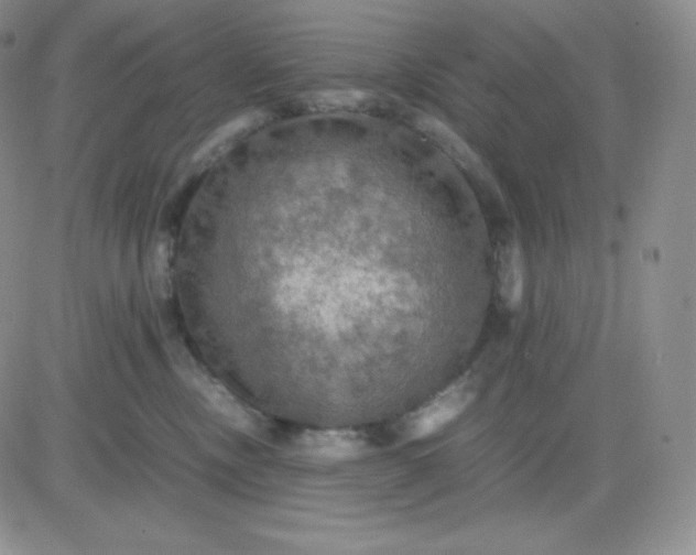 X0000081310378200701251749