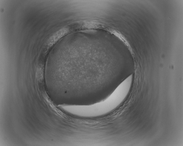 X0000081310393200701251748