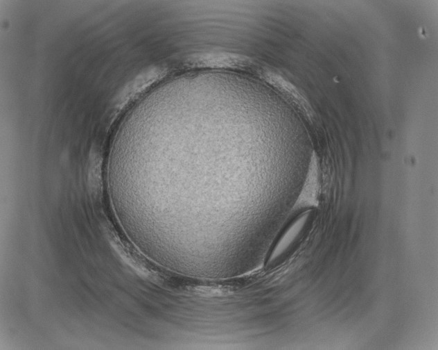 X0000081310394200701251748