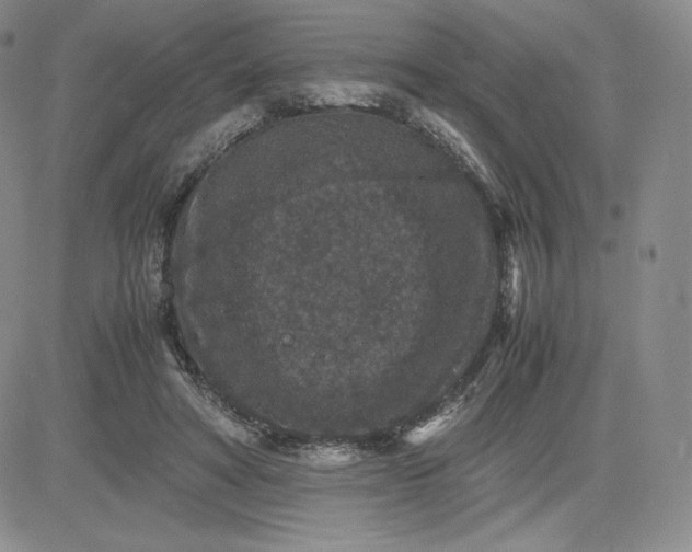 X0000081310402200701251748