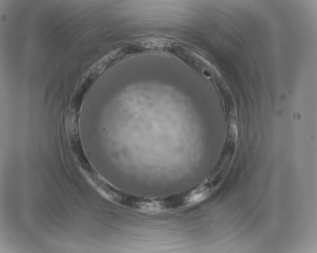 X0000081310411200701251748