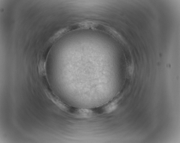 X0000081310429200701251747