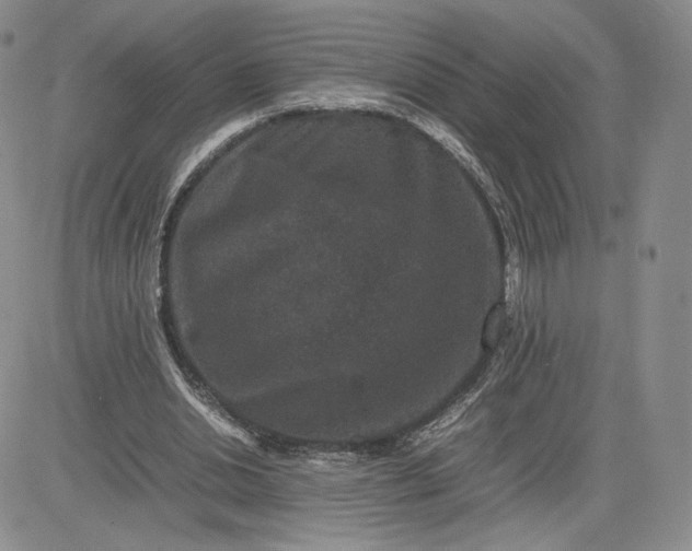 X0000081310438200701251747