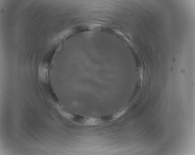 X0000081310527200701251746