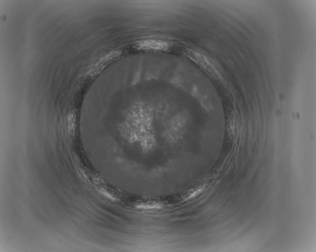 X0000081310551200701251745