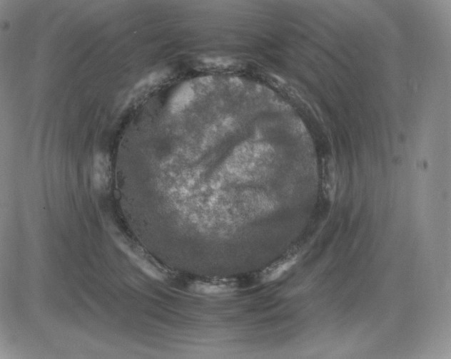 X0000081310563200701251746