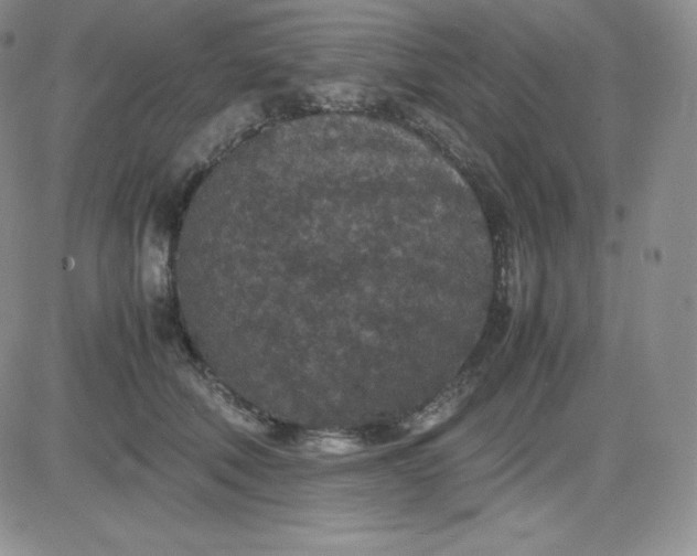 X0000081310610200701251745