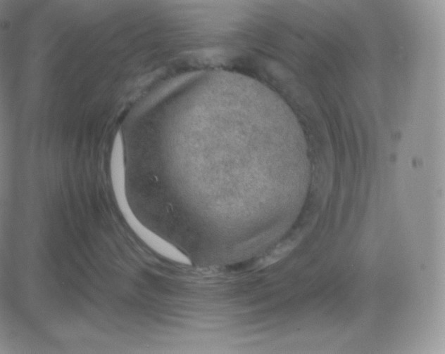 X0000081310624200701251744