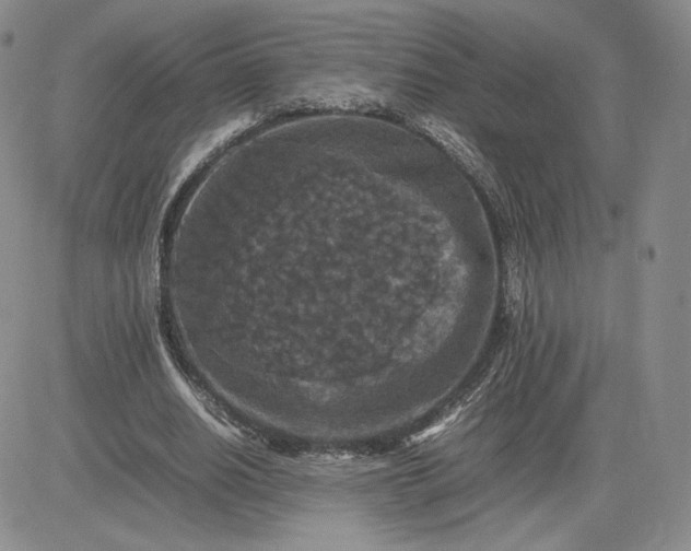 X0000081310630200701251744