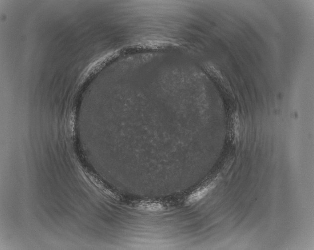 X0000081310640200701251744