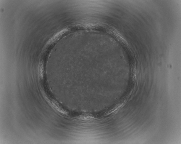 X0000081310644200701251744