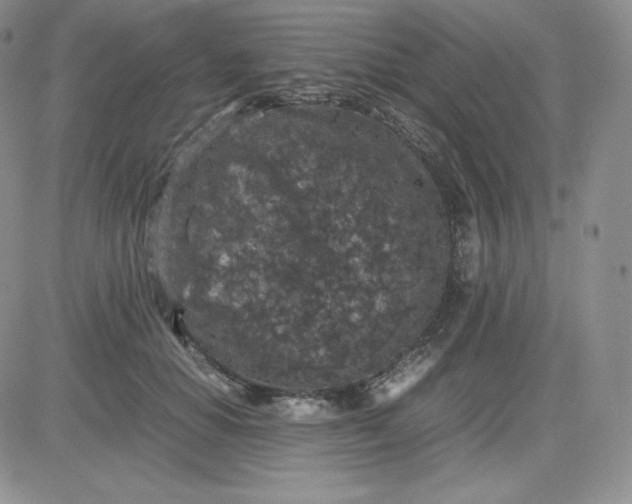 X0000081310654200701251744