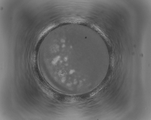 X0000081310679200701251743