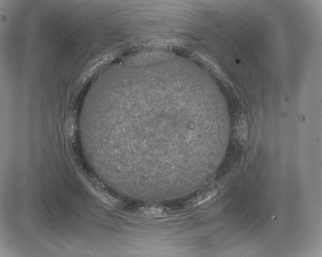 X0000081310687200701251743