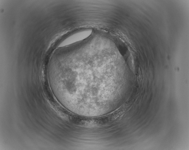 X0000081310688200701251743