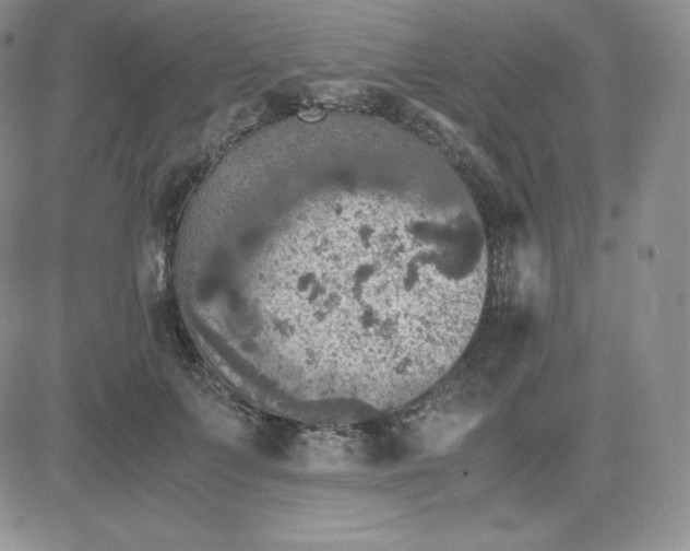 X0000081310703200701251743